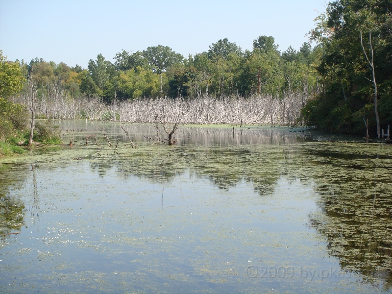 Western Michigan [2009] 374.JPG - Scenes from Frederik Meijer Gardens & Sculpture Park.